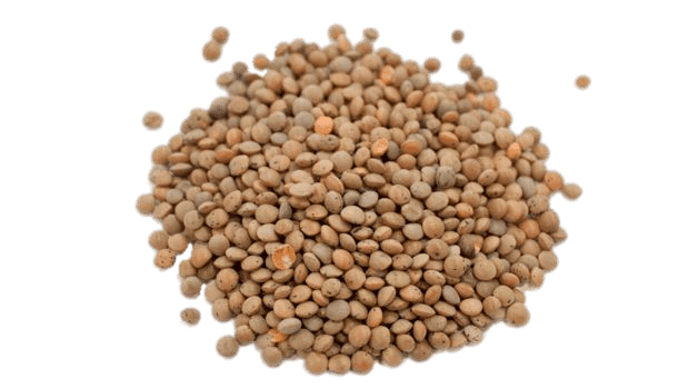 Brown Lentils